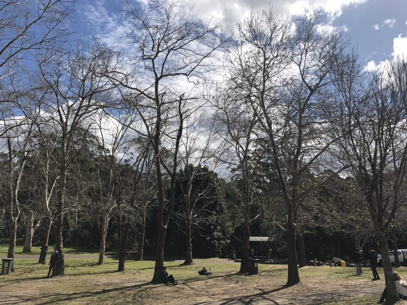 麦考瑞大学读研通过率,麦考瑞大学回国就业率怎么样