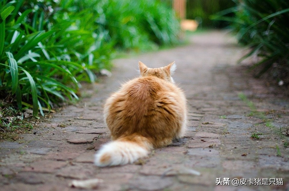 为什么猫喜欢躲在角落里不肯出来,为什么猫喜欢睡脚边不喜欢睡床头