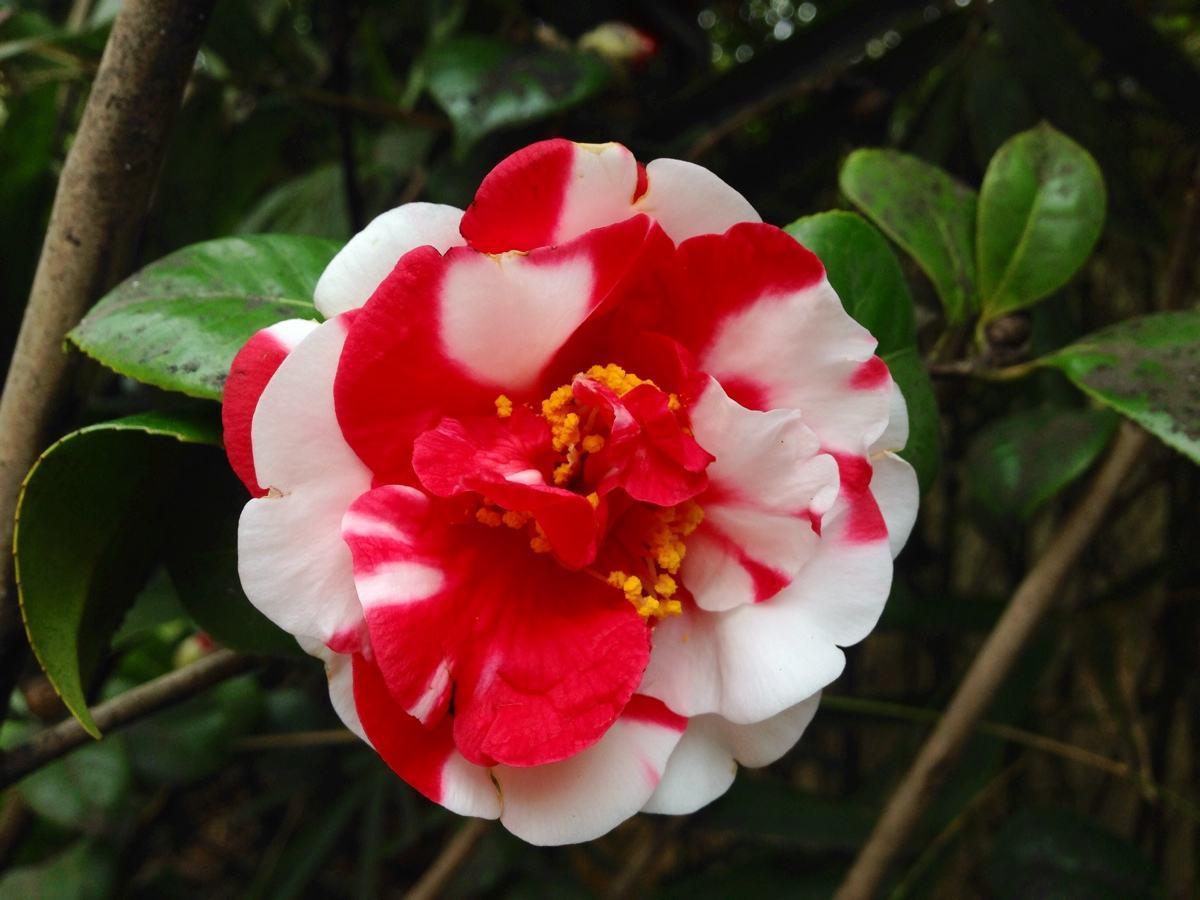 能开花的3种树，既有树干一样的坚韧，又有花卉一样的柔美