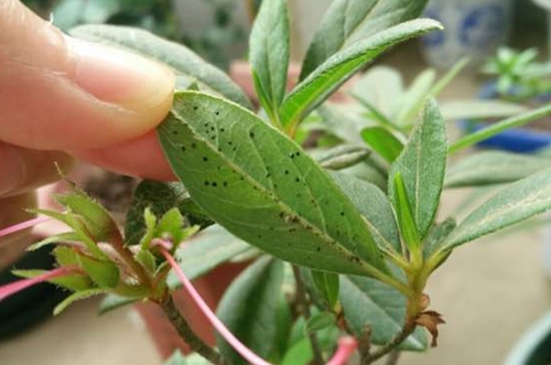 养花如何防止黄叶烂根,养花黄叶的解决方法