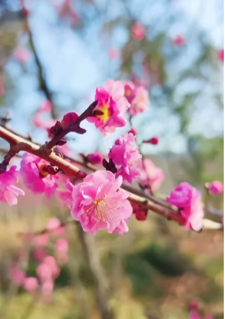 阳春3月桃花与油菜花交相辉映,三月的油菜花和樱花好看吗