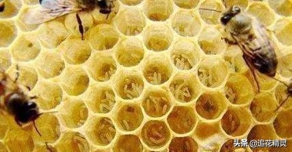 如何清除工产工蜂,工产蜂已有幼虫怎样处理