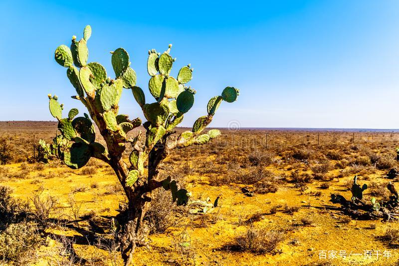 你知道世界上什么花最好养吗,你知道什么是世界上最好的花吗