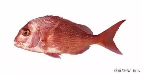 科普海洋鱼类知识儿童,海洋鱼类科普大全图解