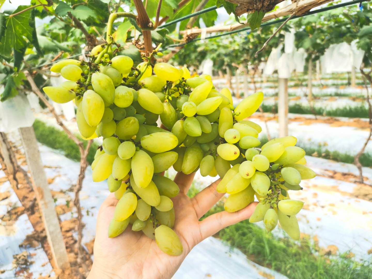 侨鑫生态园景区,华南生态休闲农庄