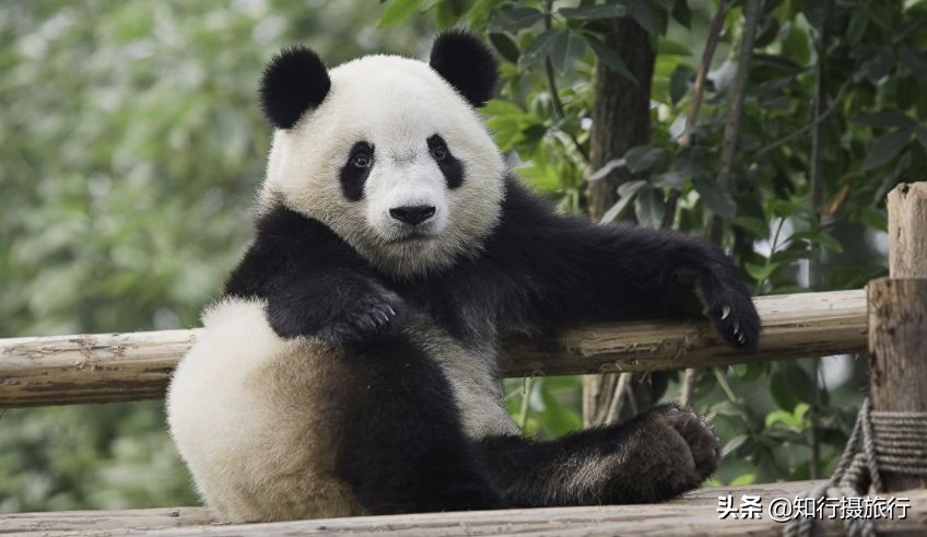 日本“神兽”不只有奈良鹿，日本网红动物主题旅行攻略
