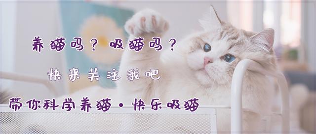 黑猫是不吉利的象征吗,黑猫代表着不祥可老人偏偏不信