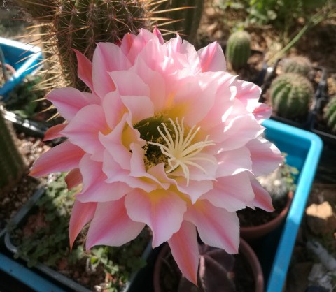 101个仙人球品种,101种仙人球开花图片