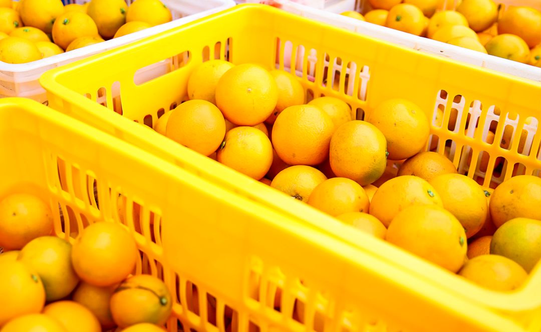 超爽福利暴击！高山神秘“金疙瘩”,甜蜜你的冬天