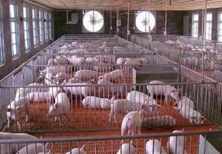 猪冻精技术操作流程,猪冻精的制作方法