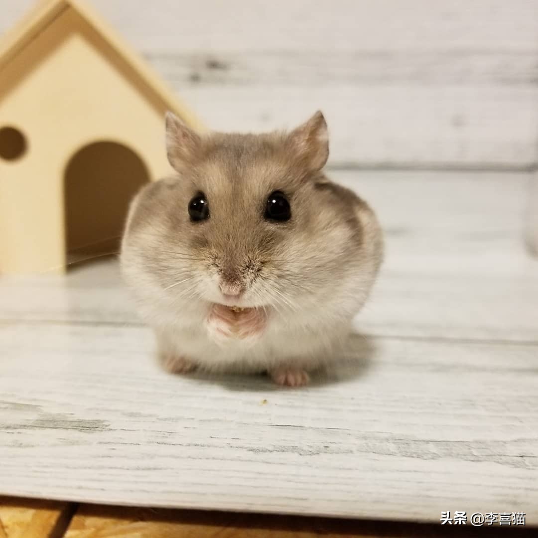 只养一只母仓鼠会孤单吗,仓鼠是独居动物不能两只一起养吗