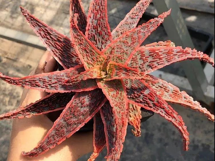 园艺观赏芦荟,园艺芦荟图鉴说明