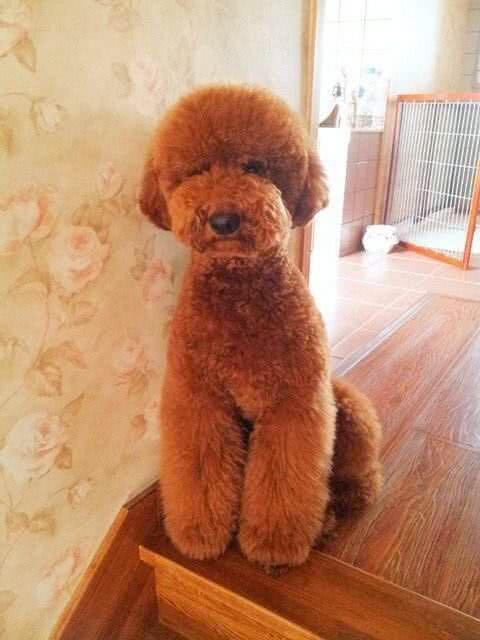 巨型贵宾犬与大泰迪的区别,泰迪巨型贵宾犬养成记