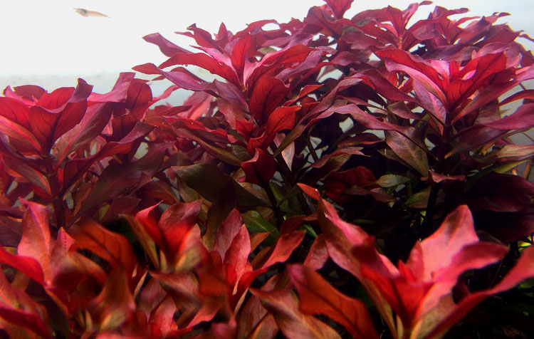 草缸水草种子,草缸造景用水草种子好吗