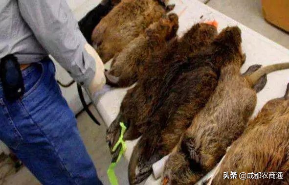 防治鼠害,鼠害的防治方法