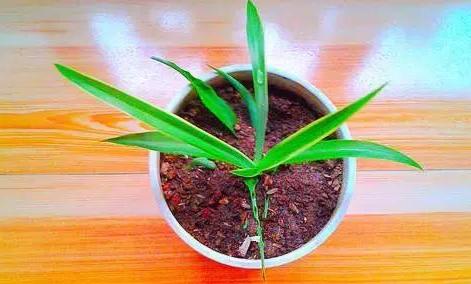 养花的土怎么才能改善酸性土壤,想要土壤疏松透气加什么