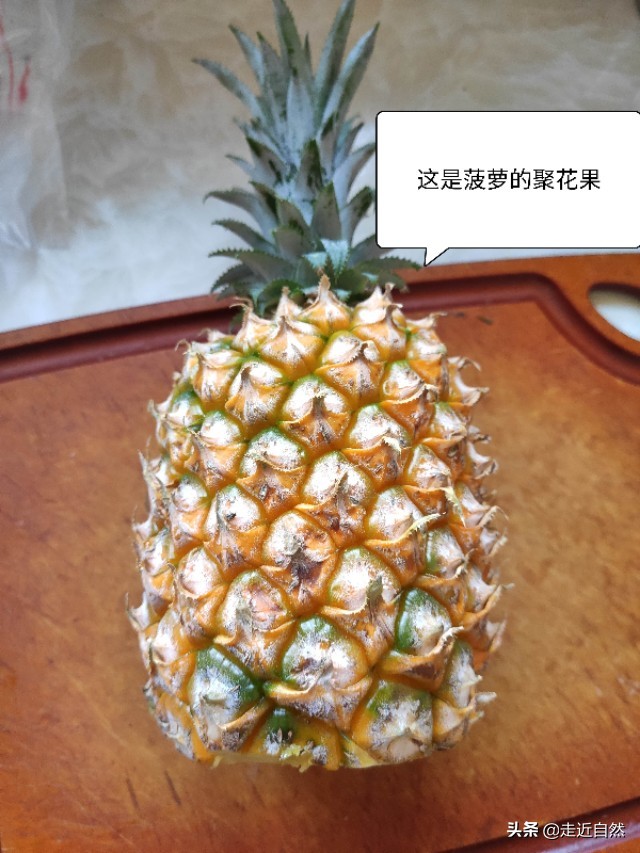 菠萝食用部位是果实的什么,菠萝的果实是什么东西