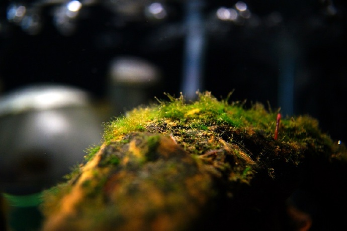 鱼缸绿水就是一个再简单不过的事情，为什么还有人解决不了？