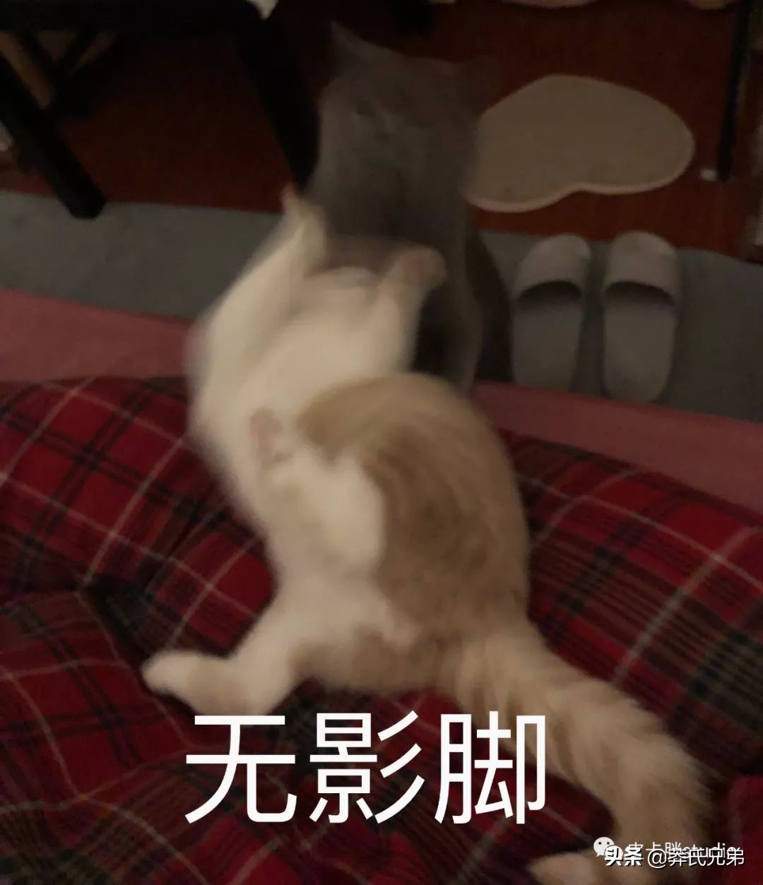 可爱小奶猫刚生出成长日记,一只小奶猫的成长过程