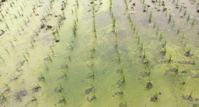 稻田的水棉怎么去除,稻田水绵是什么原因