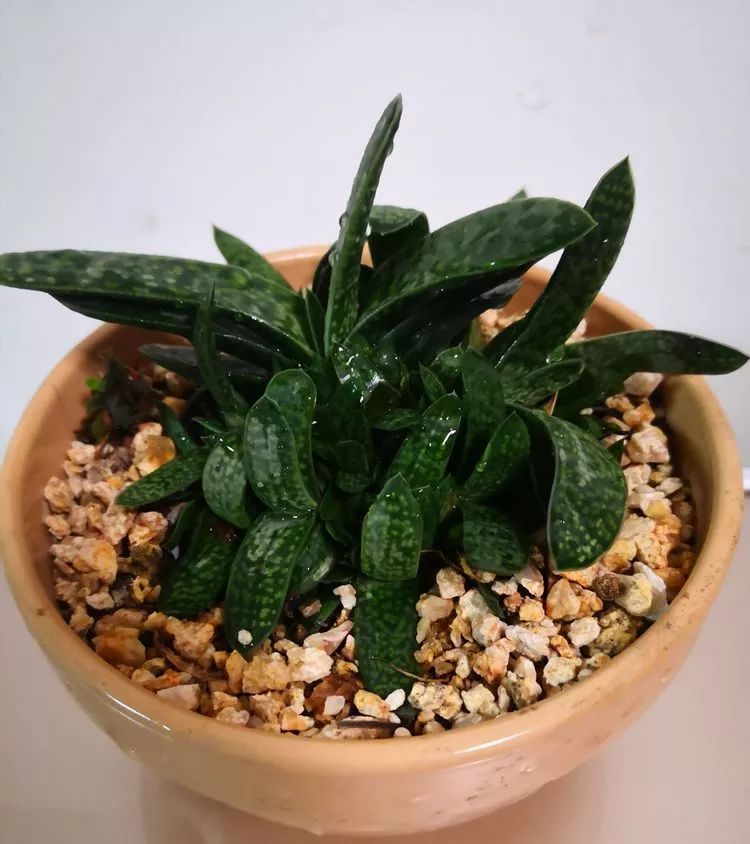 最美的20种多肉,15种最美的多肉