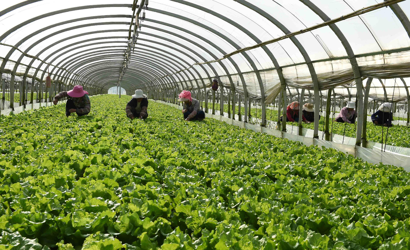 好土壤是什么样的土,好土壤的特征