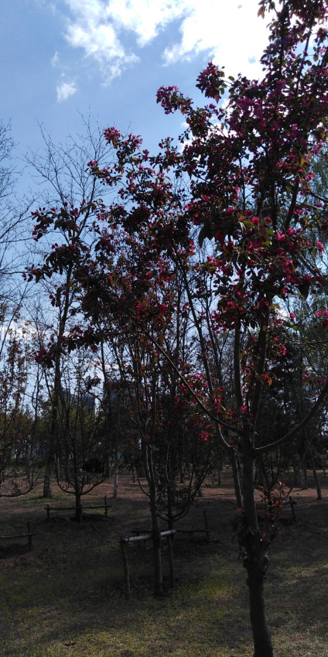 沈阳长白岛森林公园一日游攻略,长白岛森林公园五一