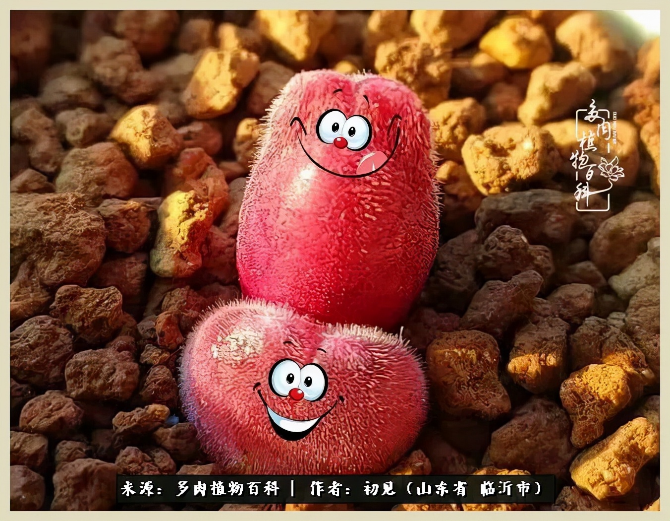 和多肉植物相伴,和多肉相处的心情