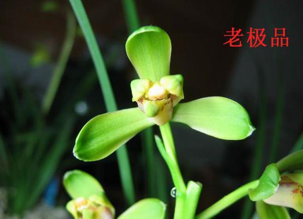 蕙兰新品图片欣赏大全,蕙兰新八种叶片欣赏