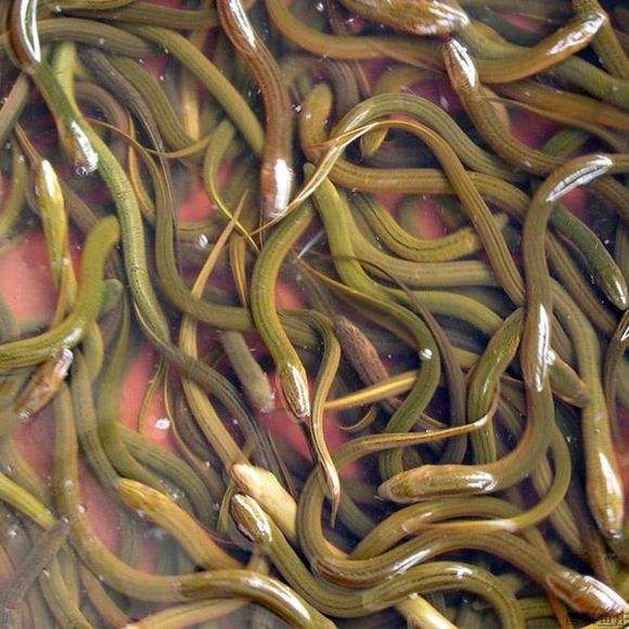 网箱黄鳝养殖成活率一般是多少,黄鳝苗几月买回来养成活率比较高