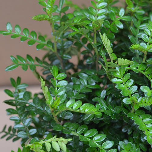 科普：清香木？胡椒木？如何区分大揭秘！十有八九你上当了