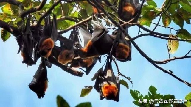 世界上的十种剧毒,世界上富有剧毒的十种生物