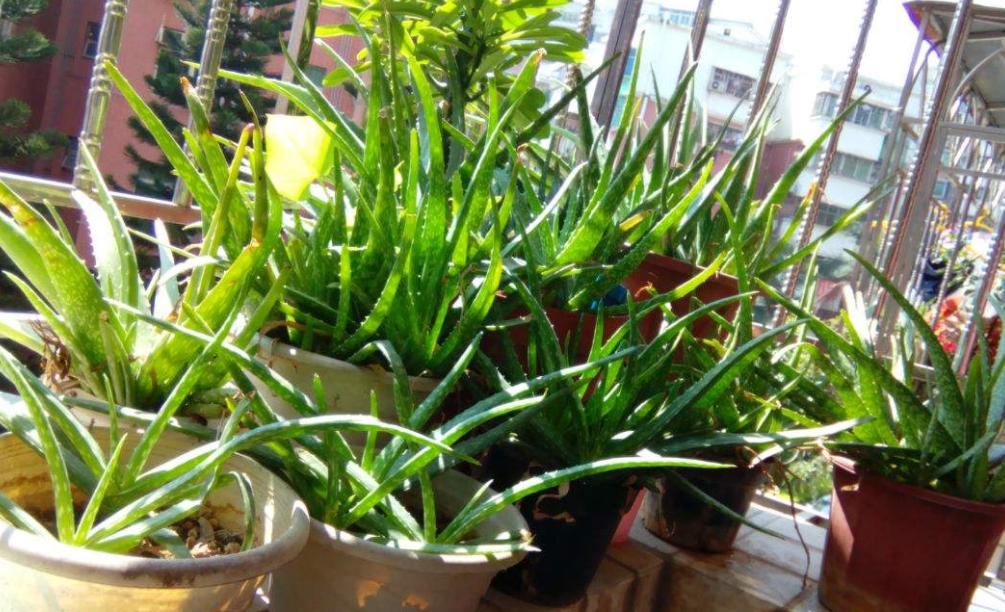 芦荟与什么东西搭配祛斑效果最好,脸上有斑怎样用芦荟祛斑