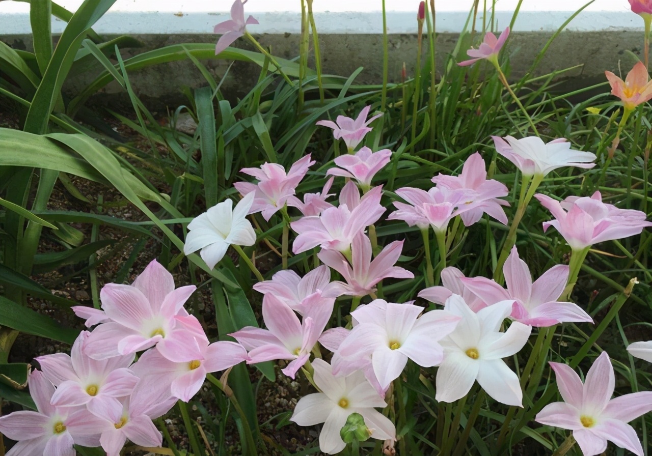 五月养兰要注意哪些,五月养兰花方法