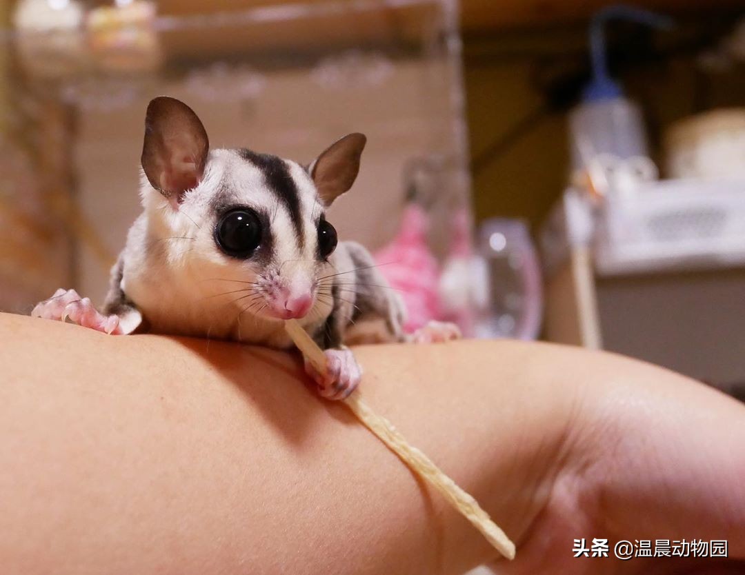 蜜袋鼯散养好吗,蜜袋鼯合法吗