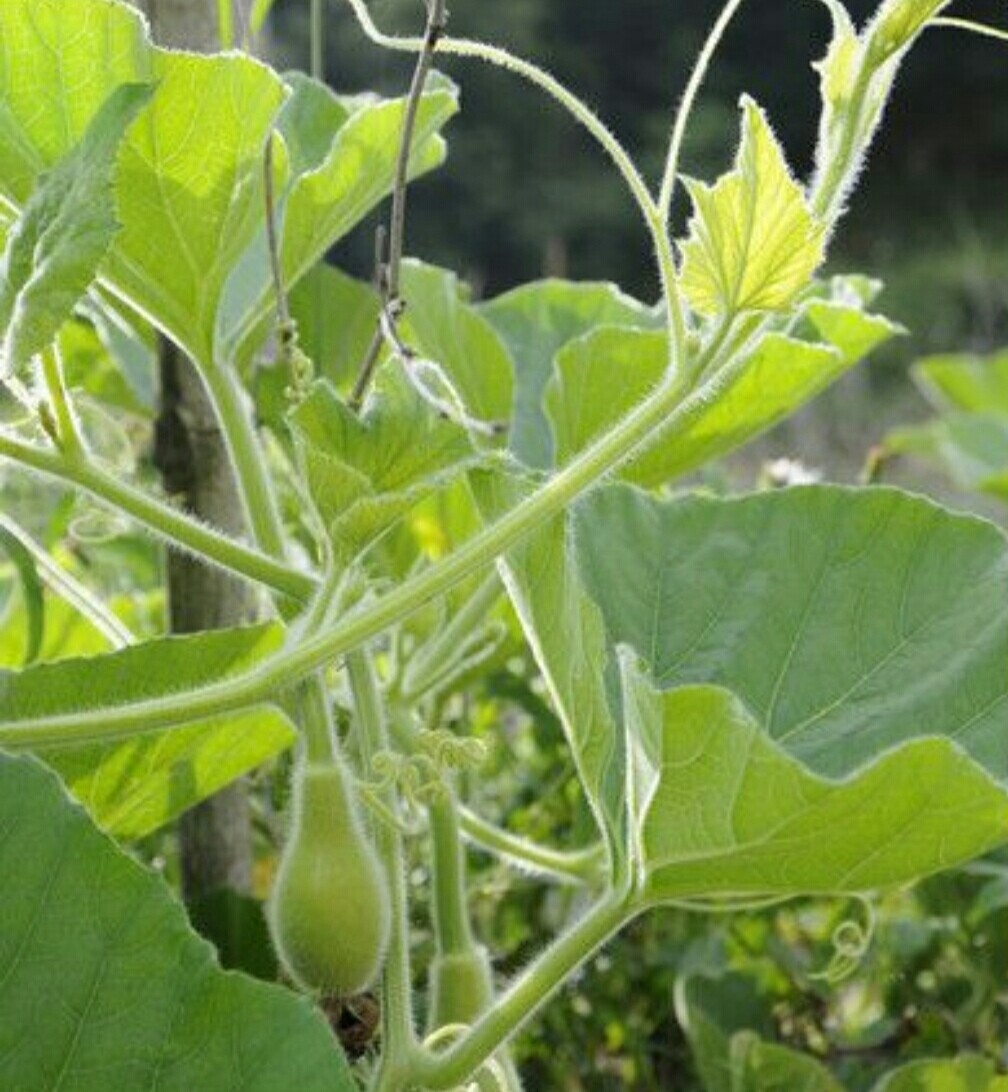 家中养棵观赏小葫芦，随风摇拽好可爱，福禄也多多