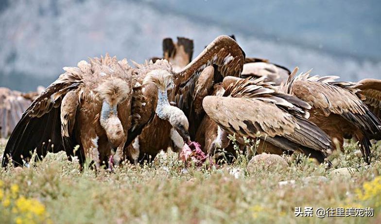 秃鹫就是大自然的清道夫,秃鹫跟鬣狗大自然的清道夫