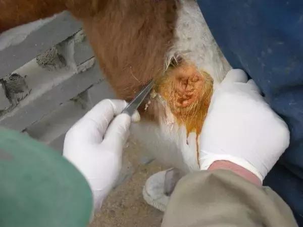 「微课堂」羊身上长大脓包怎么处理？