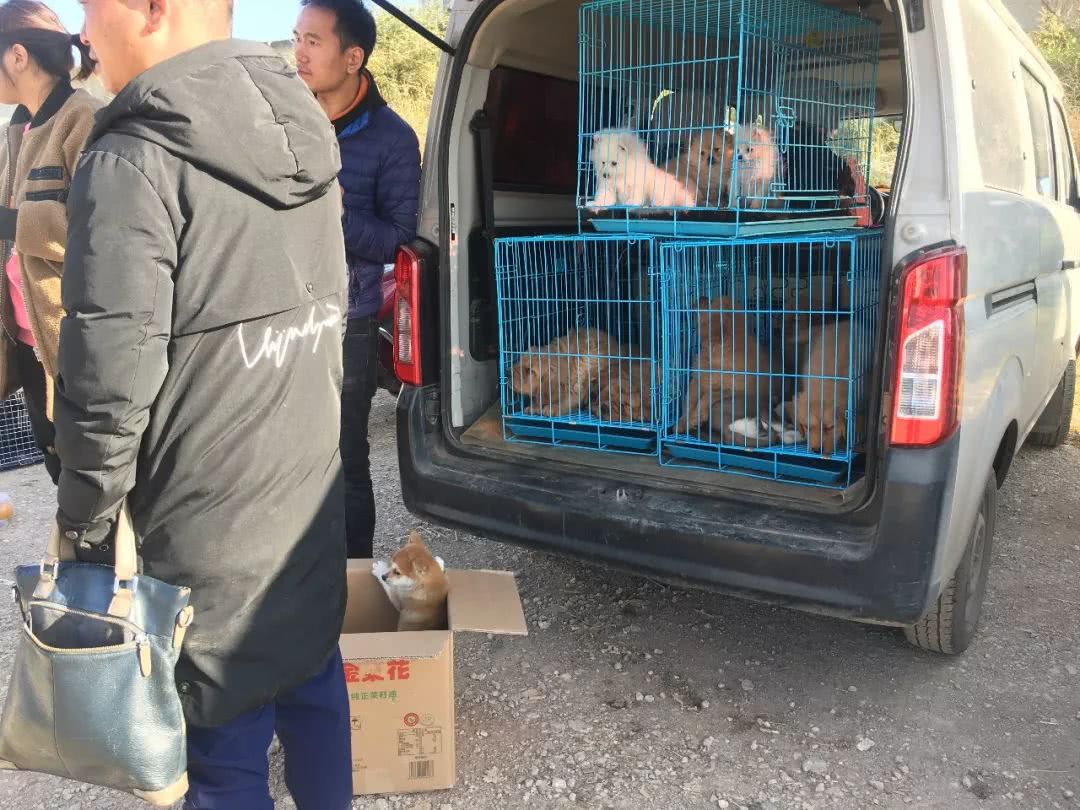 狗市：狗贩出售柴犬4千元，称血统纯正！买家：请出示证书