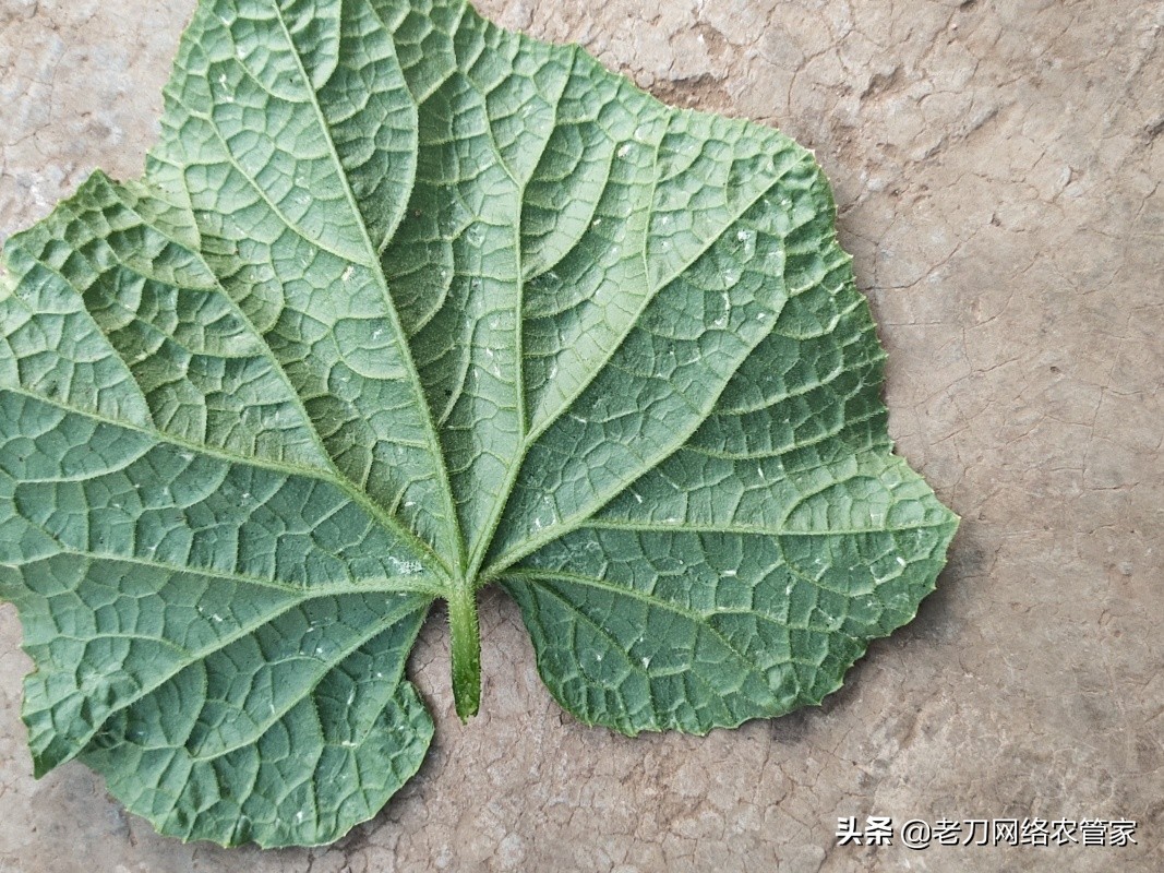 黄瓜叶子上小黄点是什么病,黄瓜叶面上有小黄点是怎么回事