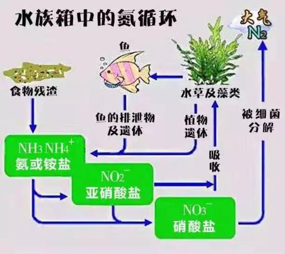 龟缸可以用硝化细菌吗,怎样看龟缸硝化细菌群建立好了