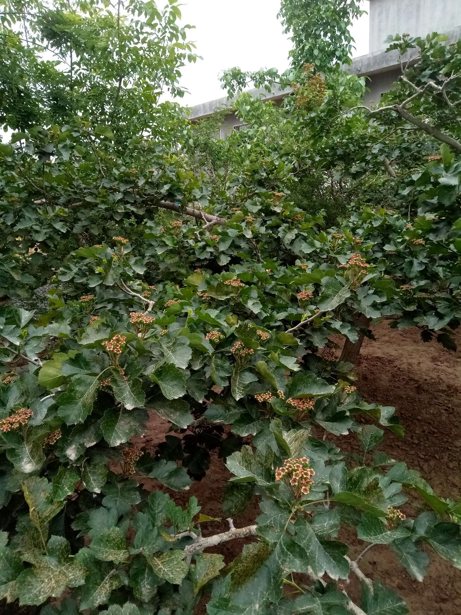 山楂树有什么病虫害如何防治,山楂树已经有锈病怎么治