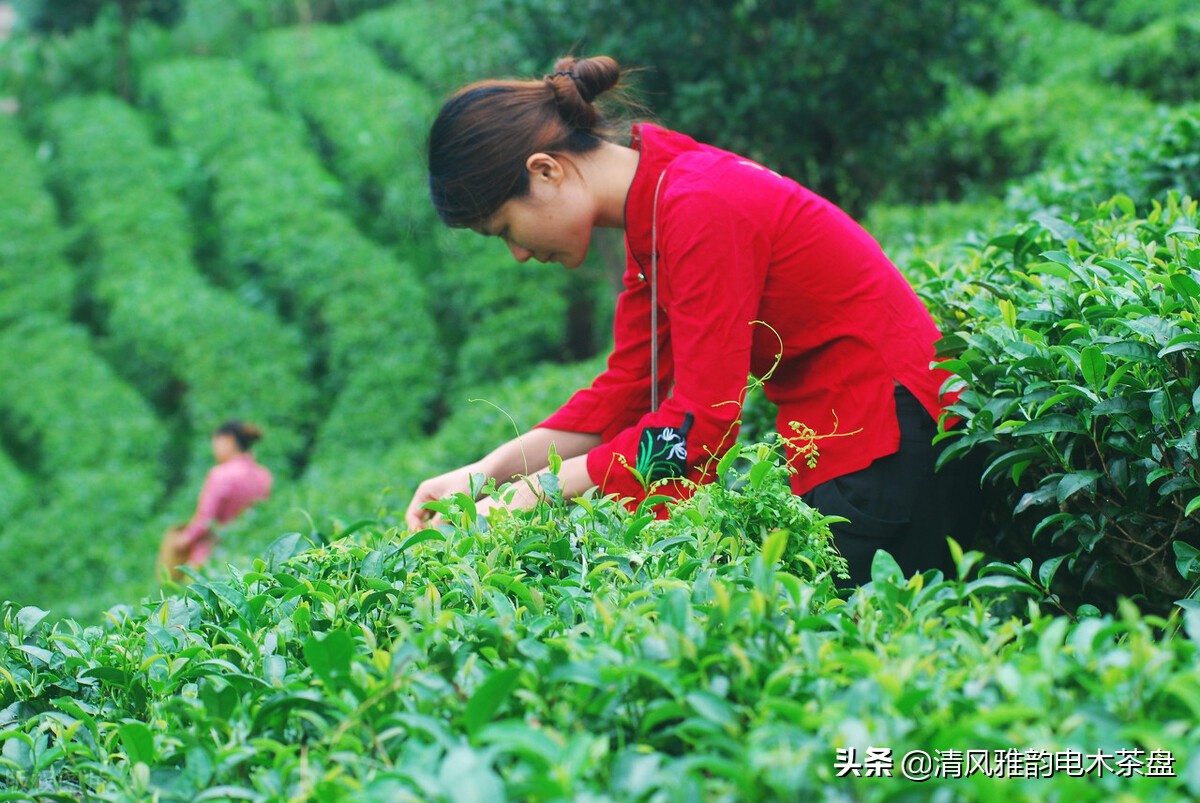 云南六大茶山普洱茶价格,六大茶山2012年黄印品牌普洱茶