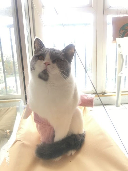 宠物市场买到星期猫,买猫怕买到星期猫该怎么做