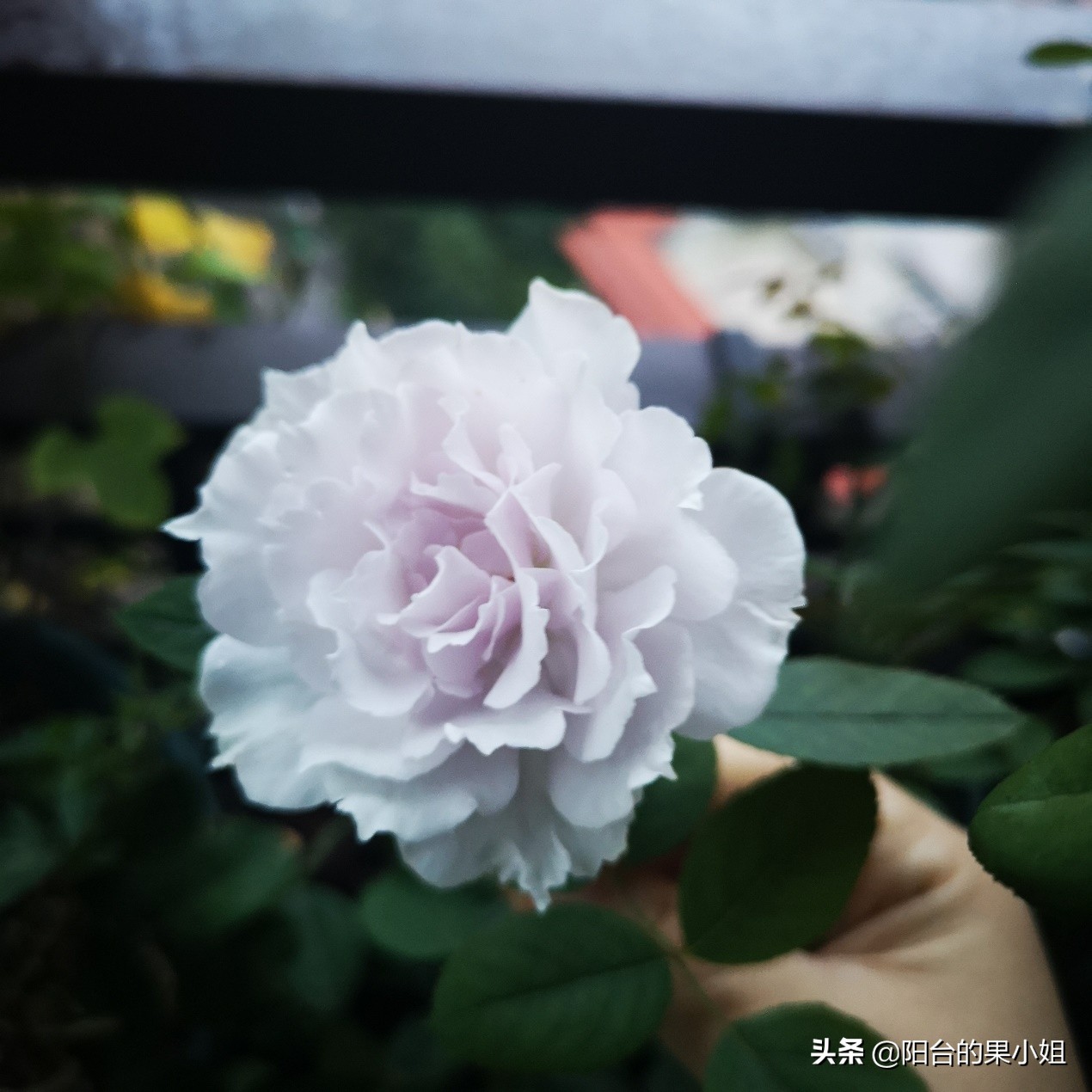 那棵叫蜻蜓的月季,仙气袅袅