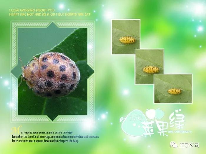 夏播玉米虫害图片大全,玉米虫害图谱高清大图