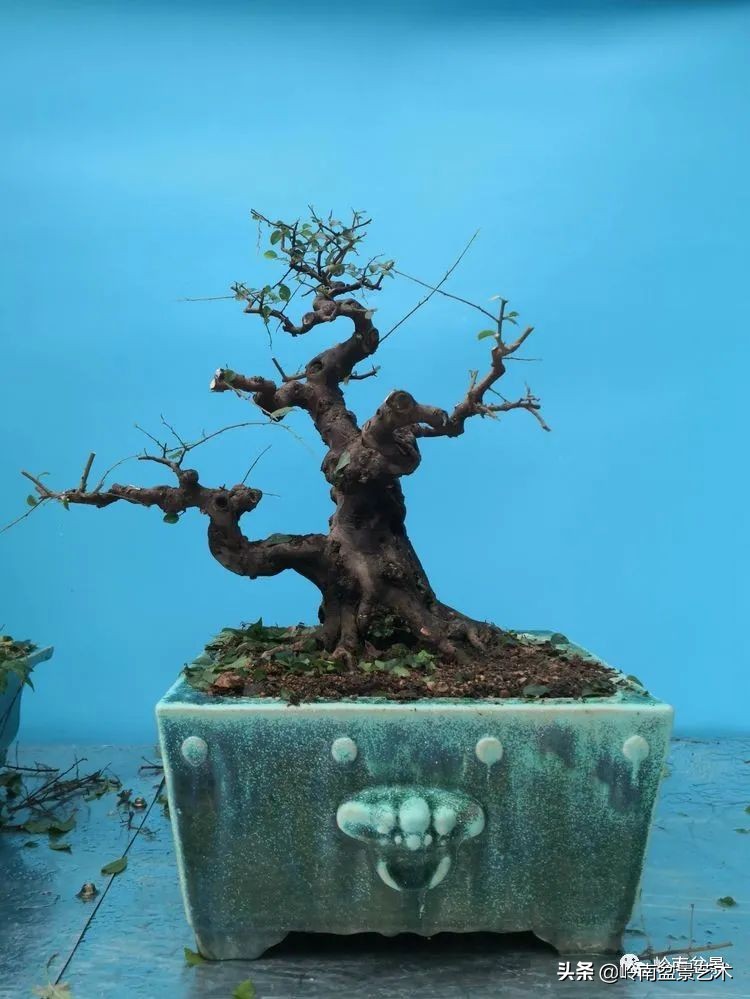 广东的盆景有哪些,适合广东玩的盆景