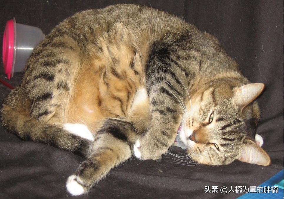 管教猫咪时猫咪生气怎么办,如何让猫咪知道铲屎官生气了