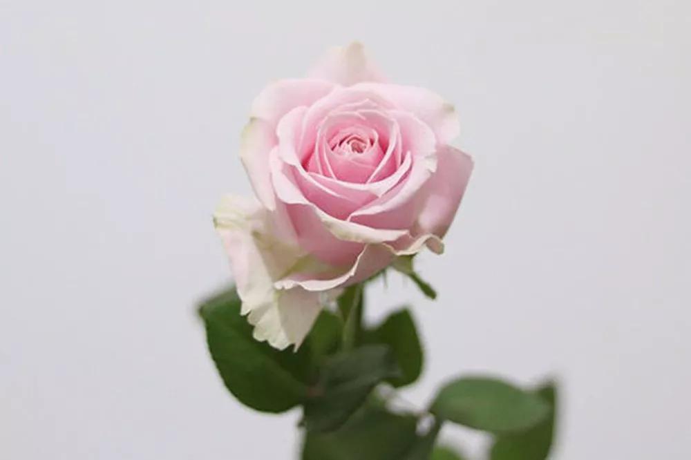 花店常用玫瑰花品种大全,一篇文章带你认识三亚40种花