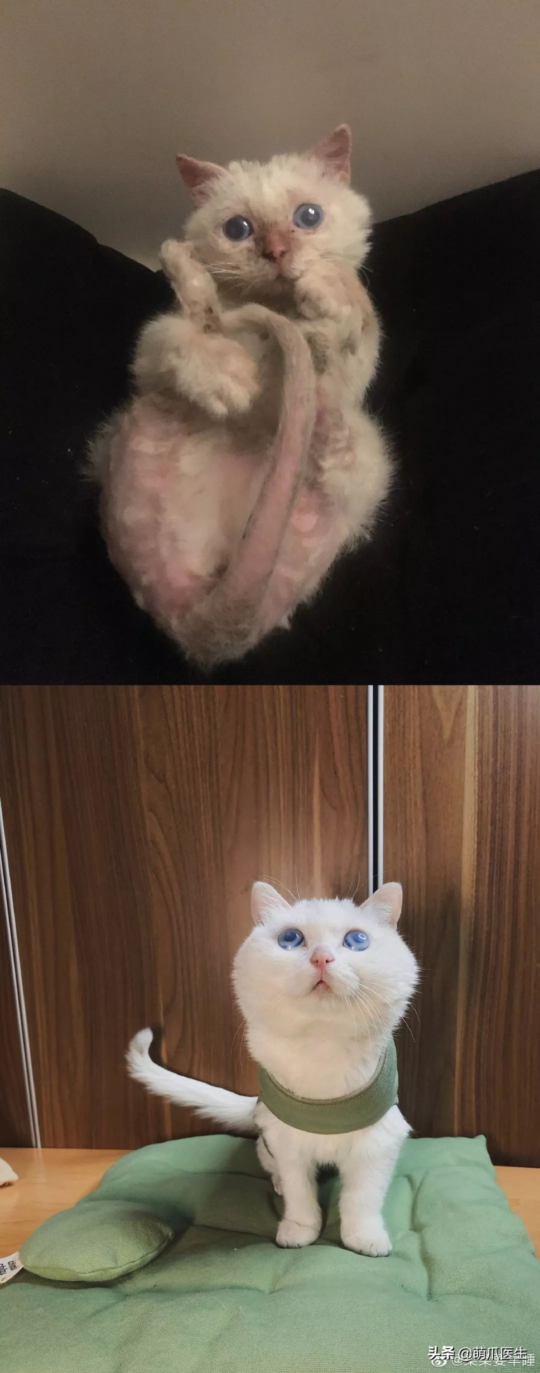 你见过猫咪的眼睛吗,你见过猫咪这种眼神吗